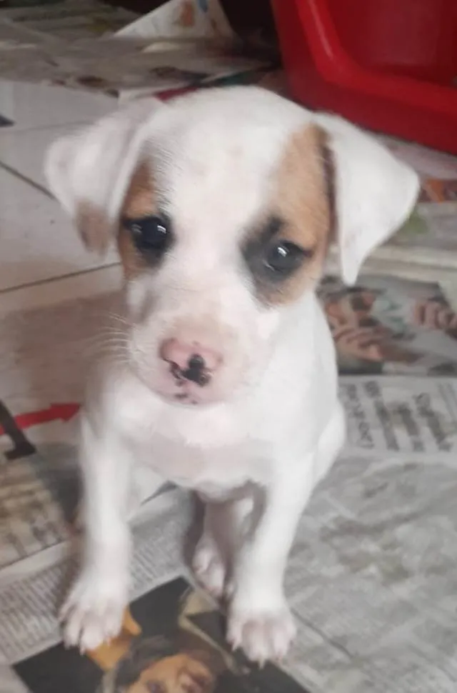 Cachorro ra a SRD-ViraLata idade 2 a 6 meses nome Selena e taylor
