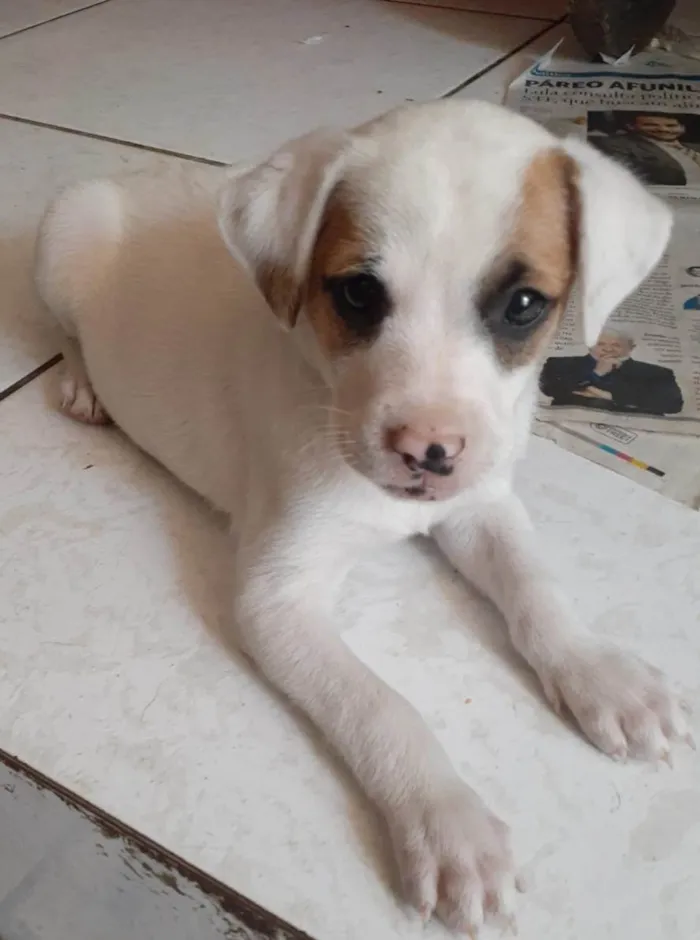 Cachorro ra a SRD-ViraLata idade 2 a 6 meses nome Selena e taylor