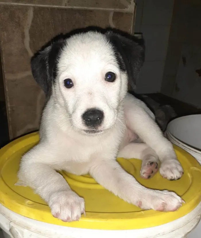 Cachorro ra a SRD-ViraLata idade 2 a 6 meses nome Selena e taylor