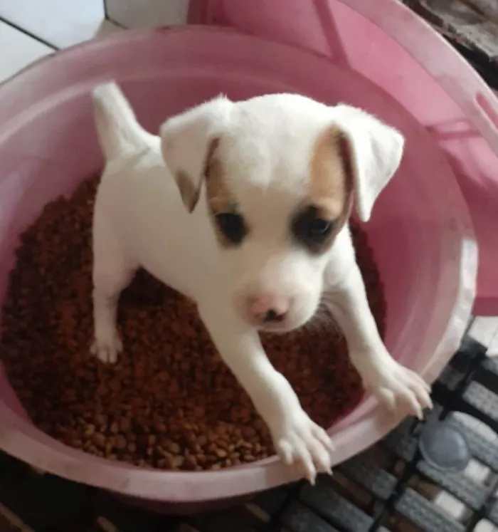 Cachorro ra a SRD-ViraLata idade 2 a 6 meses nome Selena e taylor