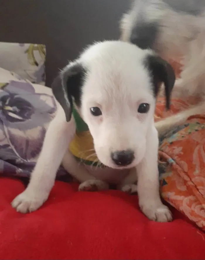 Cachorro ra a SRD-ViraLata idade 2 a 6 meses nome Selena e taylor