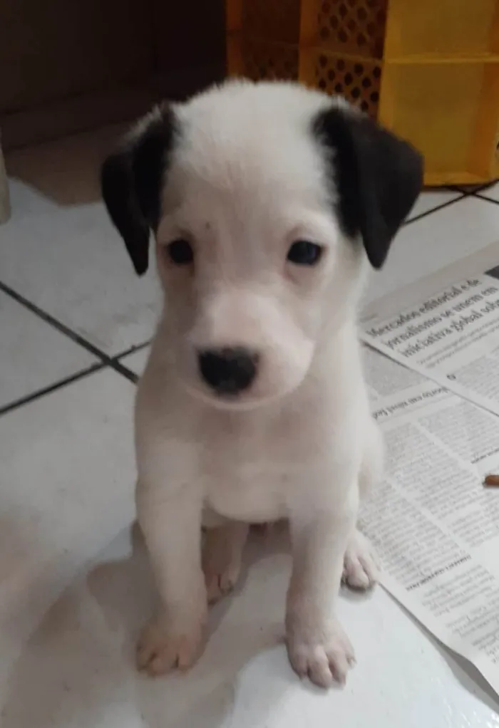 Cachorro ra a SRD-ViraLata idade 2 a 6 meses nome Selena e taylor