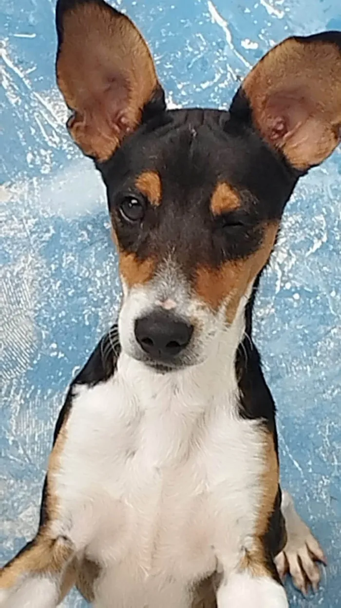 Cachorro ra a SRD-ViraLata idade 2 a 6 meses nome Maylo 