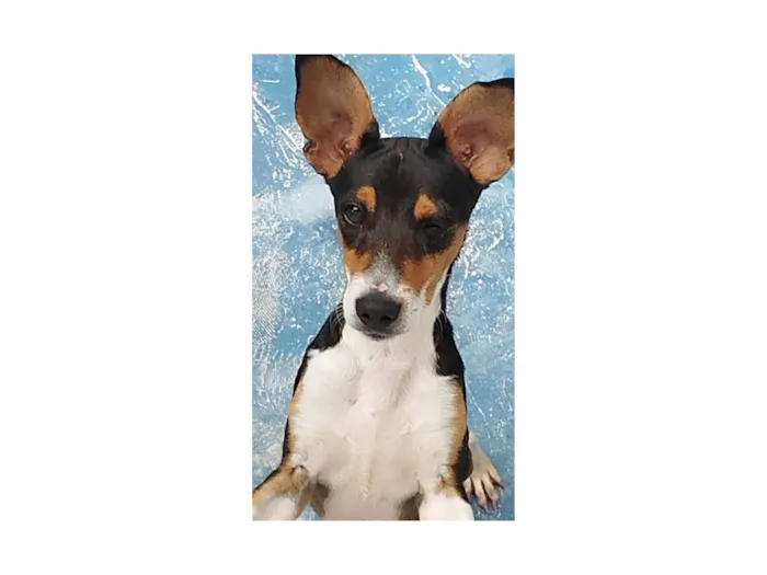 Cachorro ra a SRD-ViraLata idade 2 a 6 meses nome Maylo 