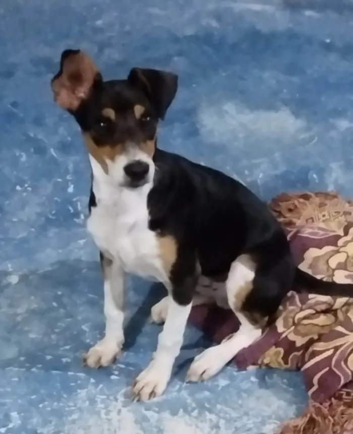 Cachorro ra a SRD-ViraLata idade 2 a 6 meses nome Maylo 
