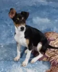 Maylo