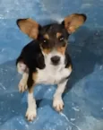 Maylo