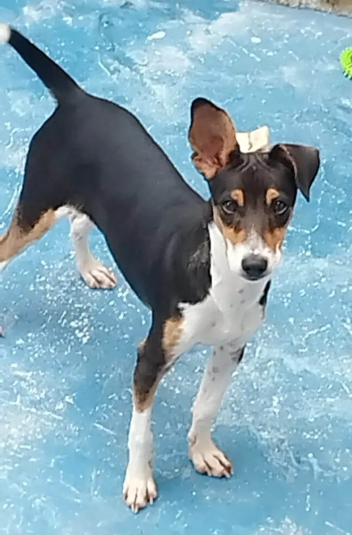 Cachorro ra a SRD-ViraLata idade 2 a 6 meses nome Maylo 
