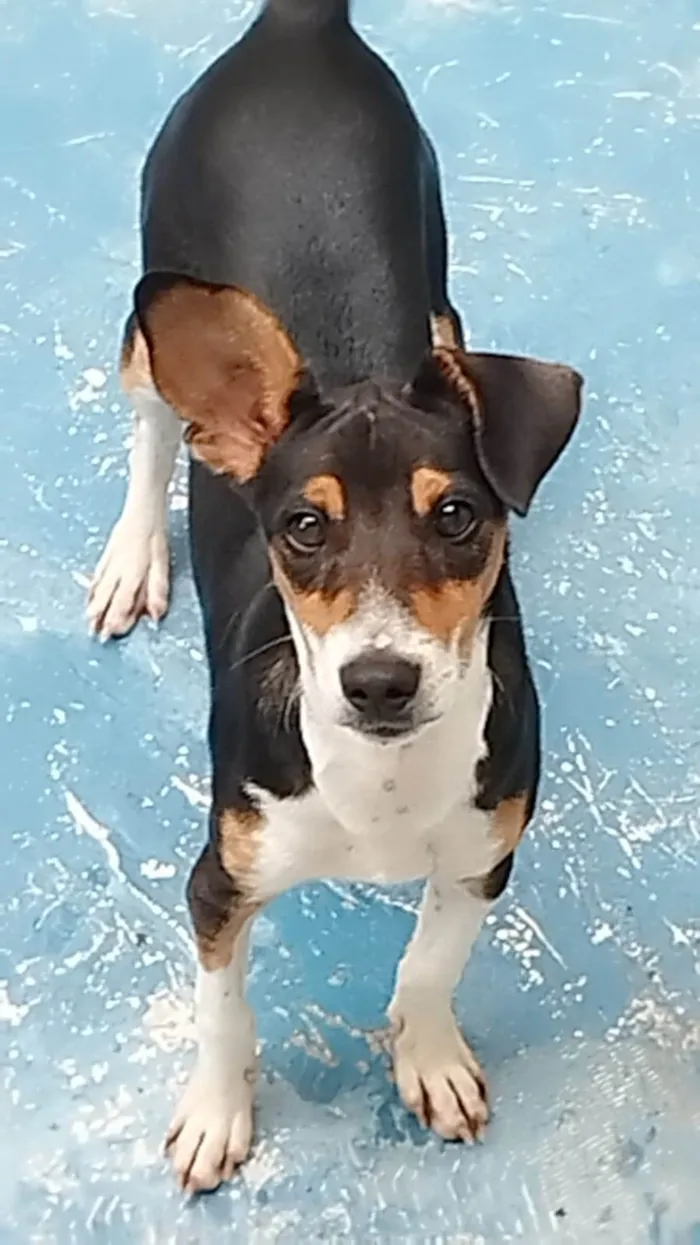 Cachorro ra a SRD-ViraLata idade 2 a 6 meses nome Maylo 