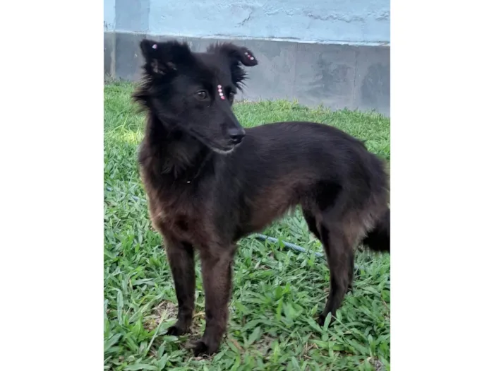 Cachorro ra a SRD-ViraLata idade 1 ano nome Amora
