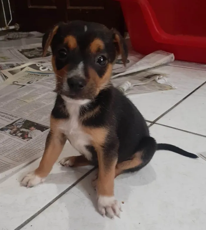 Cachorro ra a SRD-ViraLata idade 2 a 6 meses nome Olivia