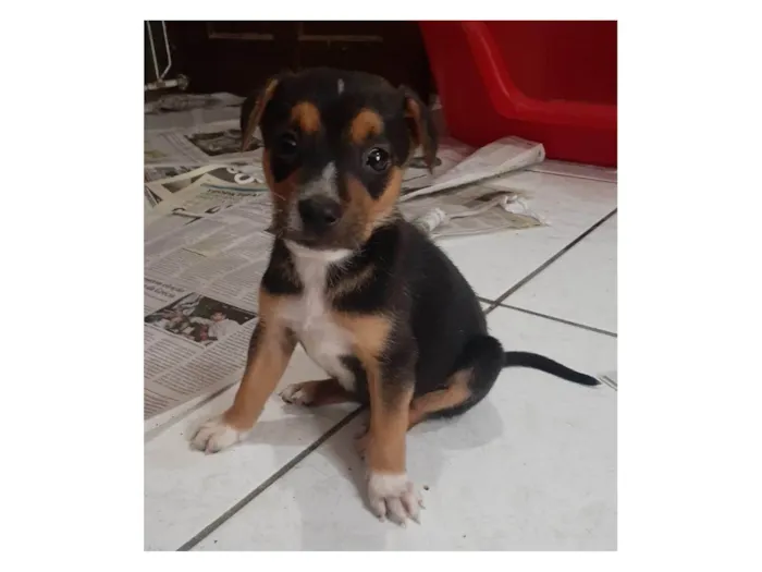 Cachorro ra a SRD-ViraLata idade 2 a 6 meses nome Olivia