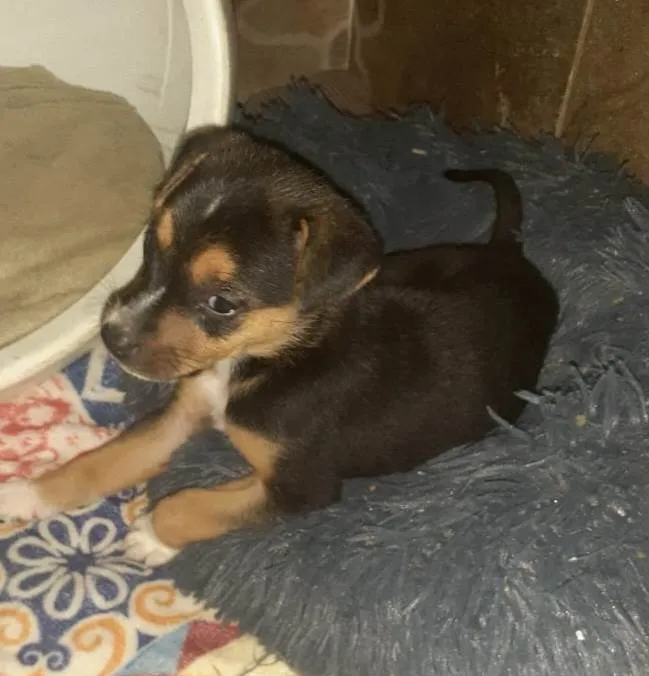 Cachorro ra a SRD-ViraLata idade 2 a 6 meses nome Olivia