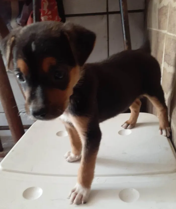 Cachorro ra a SRD-ViraLata idade 2 a 6 meses nome Olivia
