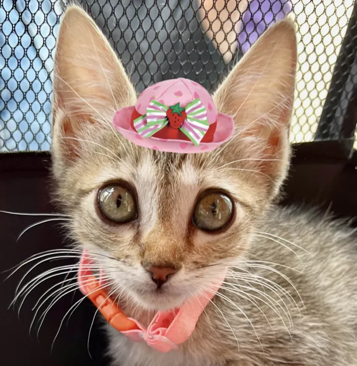 Gato ra a Mestica  idade 2 a 6 meses nome Sissi 