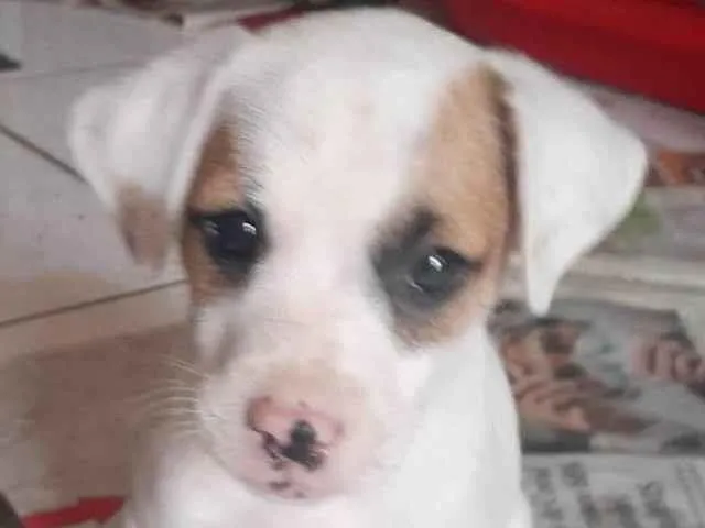 Cachorro ra a SRD-ViraLata idade 2 a 6 meses nome Selena e taylor
