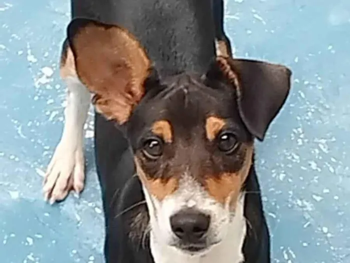 Cachorro ra a SRD-ViraLata idade 2 a 6 meses nome Maylo 