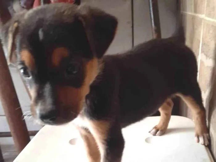 Cachorro ra a SRD-ViraLata idade 2 a 6 meses nome Olivia