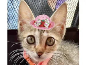 Gato raça Mestica  idade 2 a 6 meses nome Sissi 