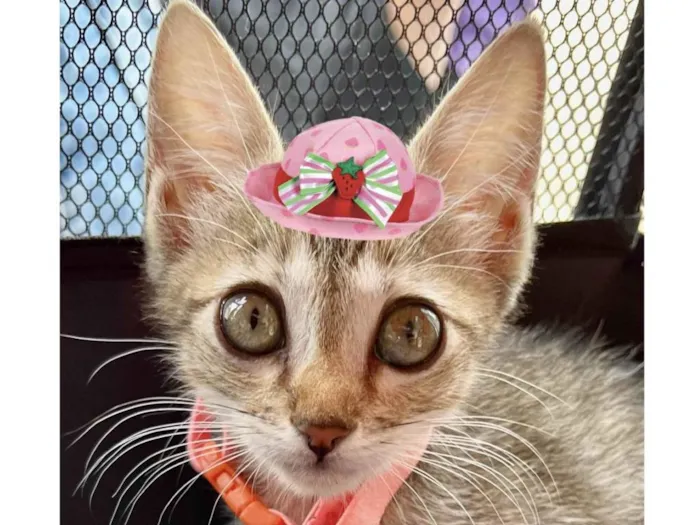 Gato ra a Mestica  idade 2 a 6 meses nome Sissi 