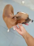 Mel