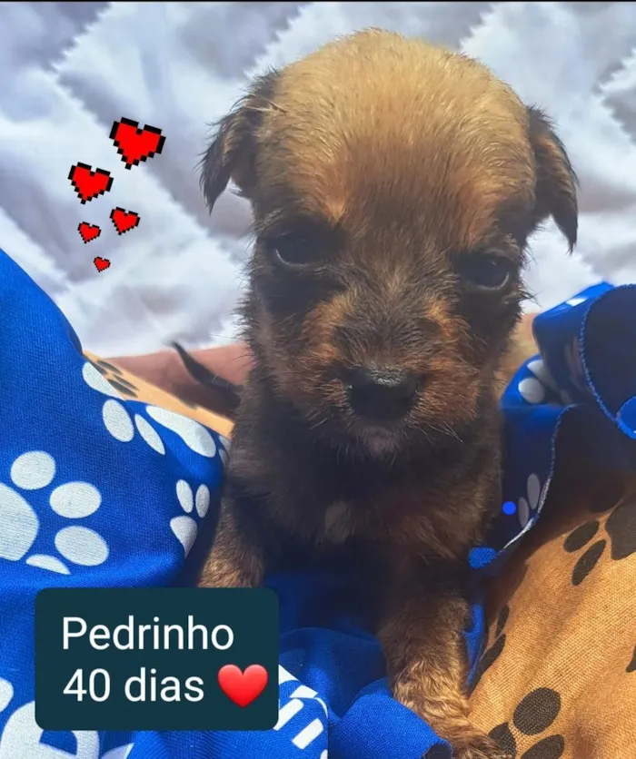 Cachorro ra a Srd idade Abaixo de 2 meses nome Bbs estopinha 40 dias