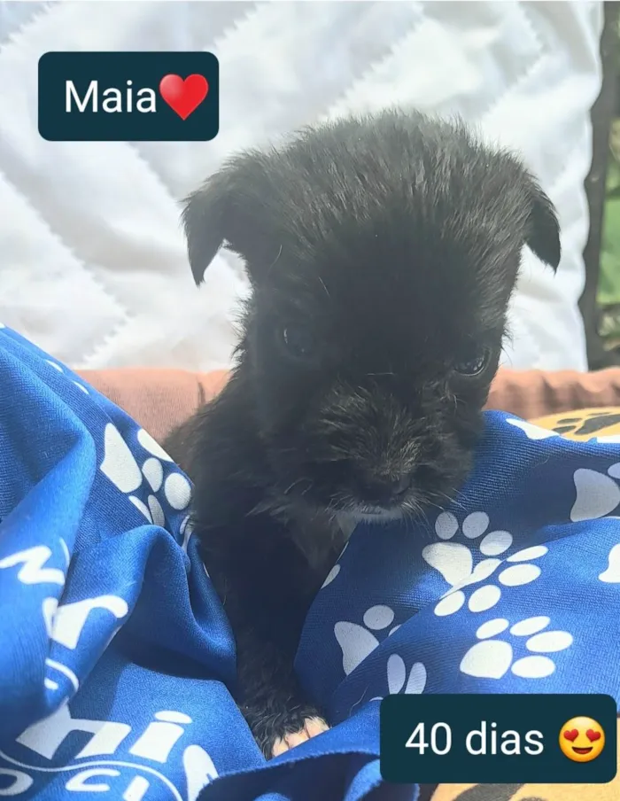 Cachorro ra a Srd idade Abaixo de 2 meses nome Bbs estopinha 40 dias