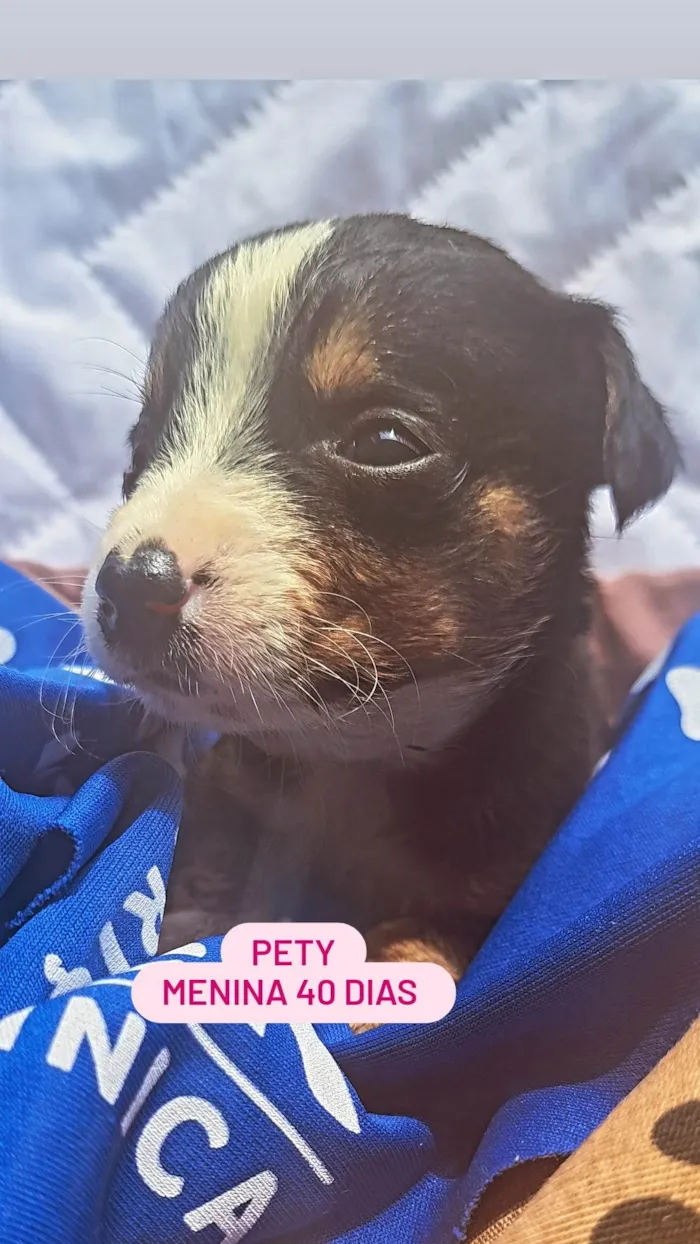 Cachorro ra a Srd idade Abaixo de 2 meses nome Bbs estopinha 40 dias