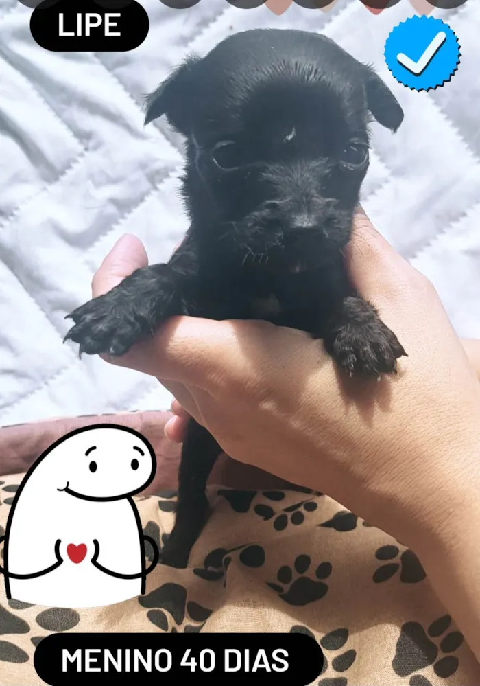 Cachorro ra a Srd idade Abaixo de 2 meses nome Bbs estopinha 40 dias