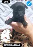 Bbs estopinha 40 dias