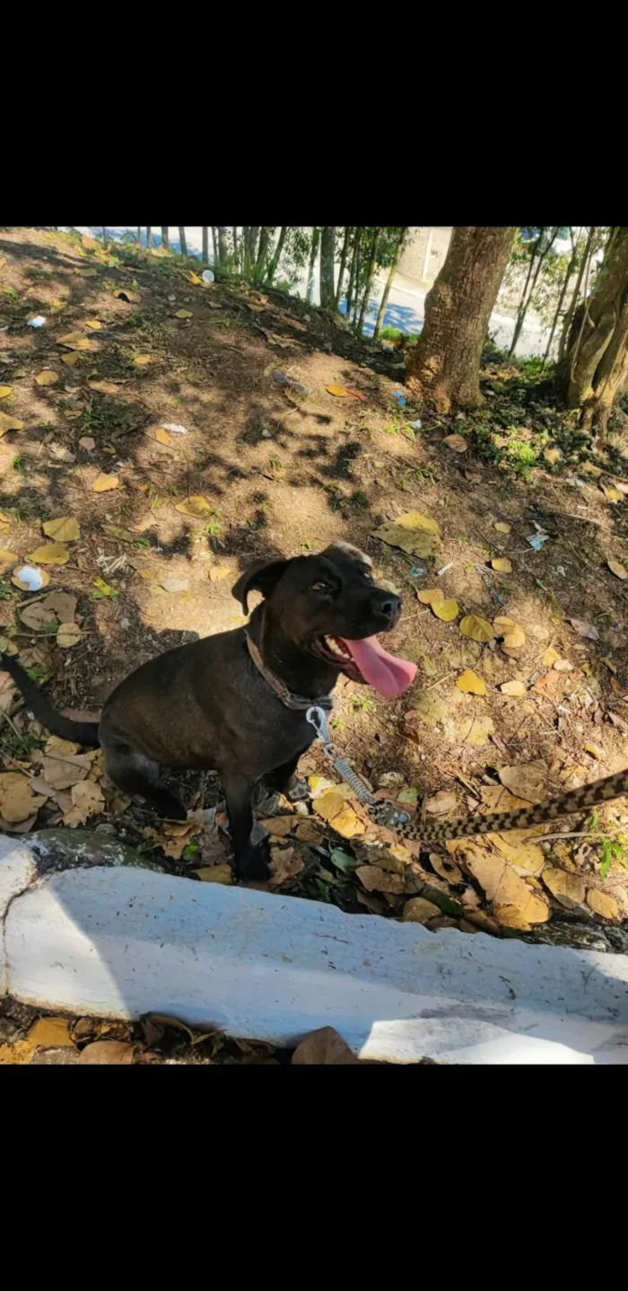 Cachorro ra a SRD-ViraLata idade 2 anos nome Nina 