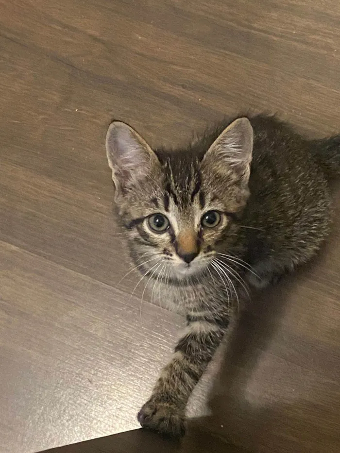 Gato ra a SRD-ViraLata idade Abaixo de 2 meses nome Bart, Lisa, Hommer e Mag