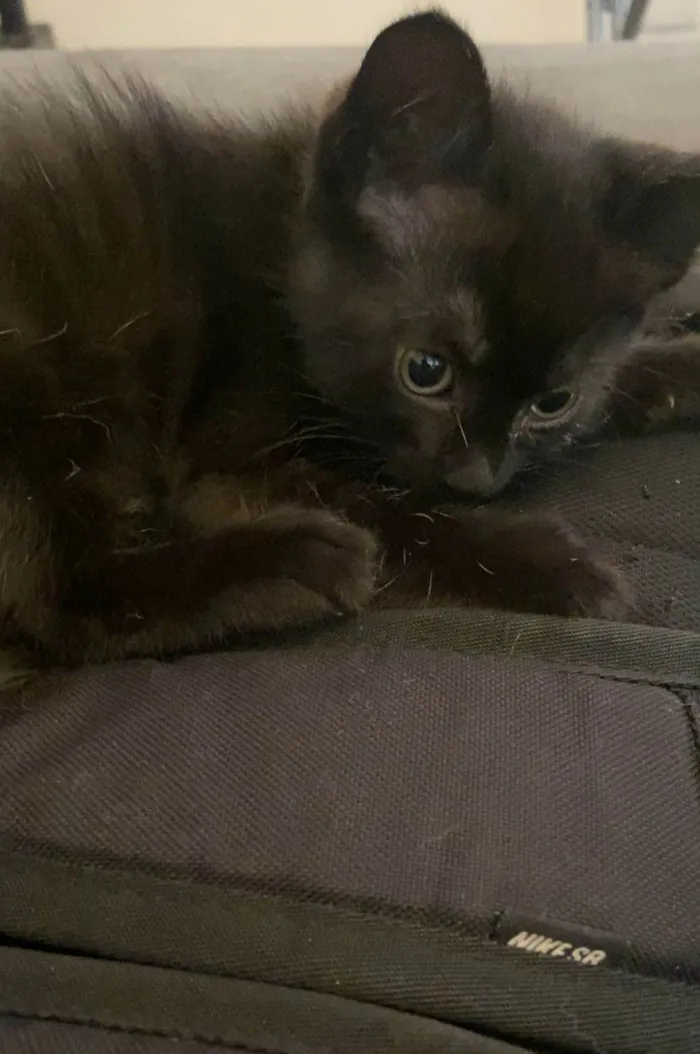Gato ra a SRD-ViraLata idade Abaixo de 2 meses nome Bart, Lisa, Hommer e Mag