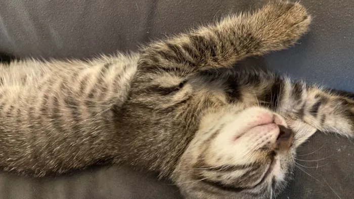 Gato ra a SRD-ViraLata idade Abaixo de 2 meses nome Bart, Lisa, Hommer e Mag