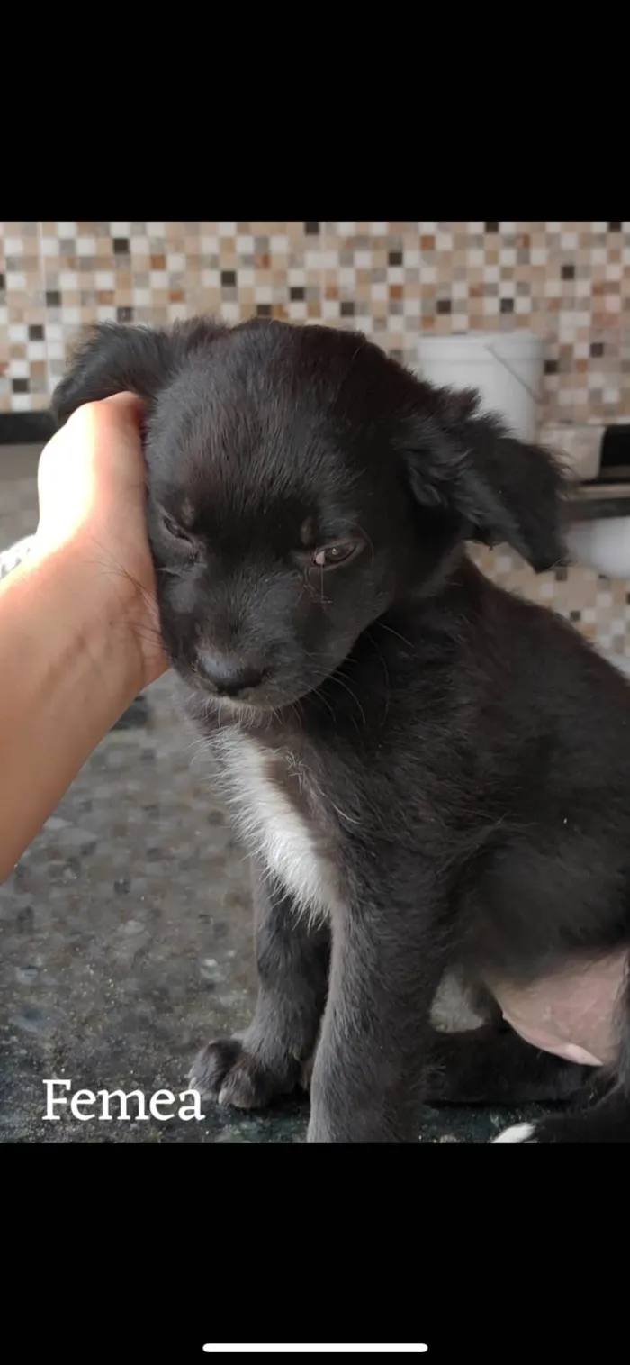 Cachorro ra a SRD-ViraLata idade 2 a 6 meses nome Sem nome 04