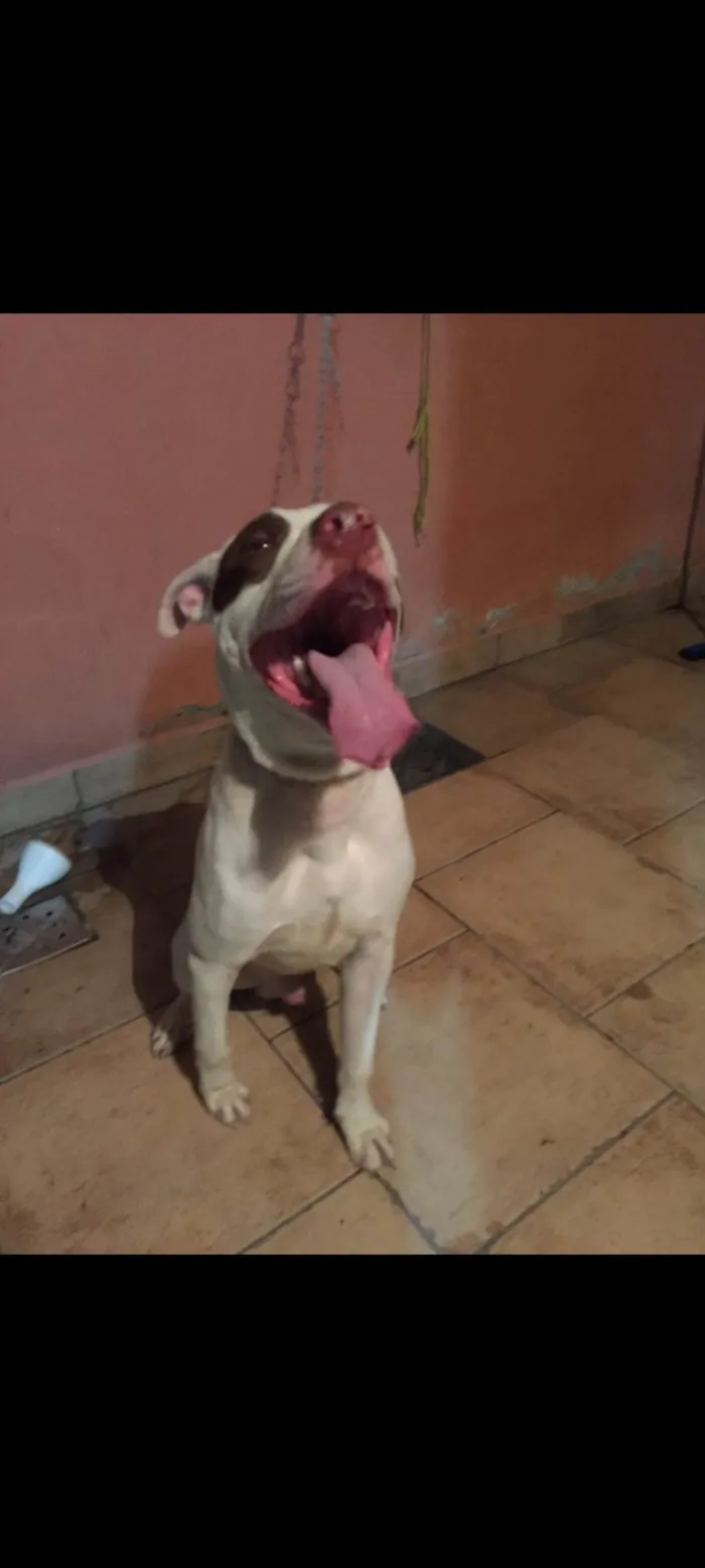 Cachorro ra a Pit-Bull idade 4 anos nome Zeus