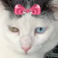 Agatha 
