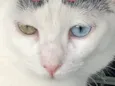 Agatha 