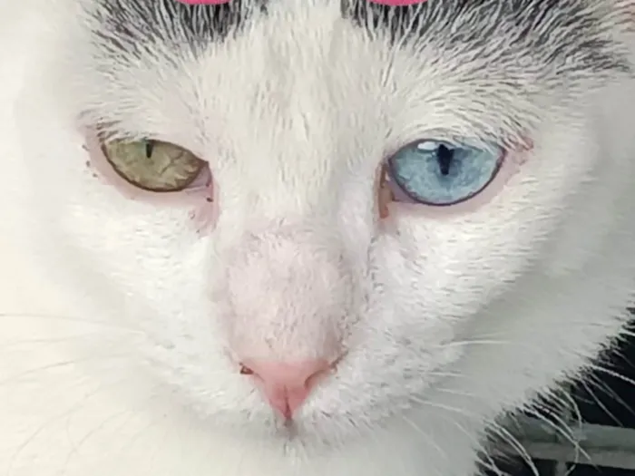 Gato ra a Mestica  idade 2 a 6 meses nome Agatha 