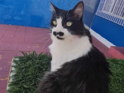 Gato raça SRD-ViraLata idade 5 anos nome Manú 