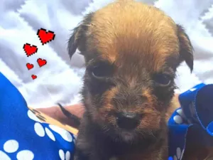Cachorro raça Srd idade Abaixo de 2 meses nome Bbs estopinha 40 dias