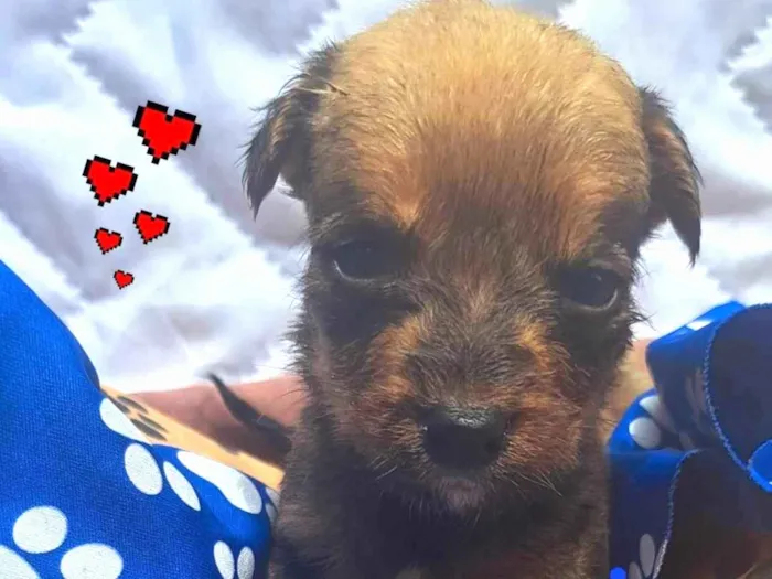 Cachorro ra a Srd idade Abaixo de 2 meses nome Bbs estopinha 40 dias