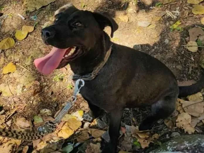 Cachorro ra a SRD-ViraLata idade 2 anos nome Nina 