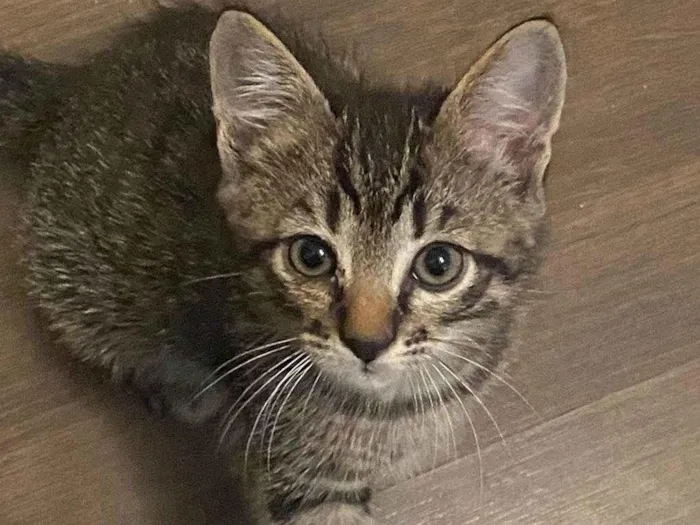 Gato ra a SRD-ViraLata idade Abaixo de 2 meses nome Bart, Lisa, Hommer e Mag