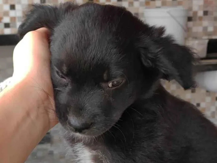 Cachorro ra a SRD-ViraLata idade 2 a 6 meses nome Sem nome 04