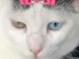 Agatha 