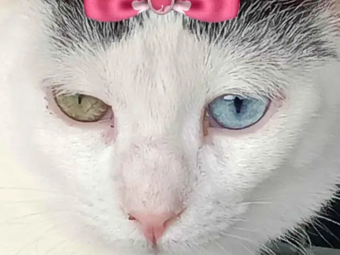 Gato ra a Mestica  idade 2 a 6 meses nome Agatha 