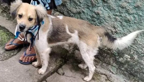 Cachorro ra a SRD-ViraLata idade 3 anos nome Chantilly 
