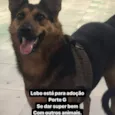 Lobo