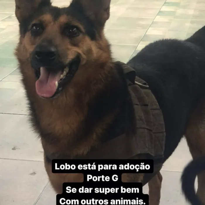 Cachorro ra a Pastor alemão  idade 1 ano nome Lobo